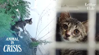 Limping Kitten Abandoned By Mom Still Hopes She'll Come To Take Him Home | Animal in Crisis EP213