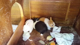 16 day old baby rabbits. Starting to eat on their own