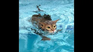 Как кот плавает в море