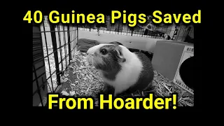 40 Guinea Pigs Saved From Hoarder!