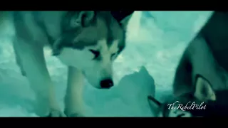 Eight Below || How To Save A Life