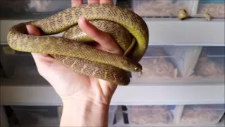 Egg-Eating Snake Facts