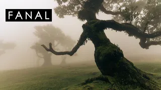 Photographing the magical forest of Fanal, in Madeira