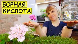 Вы НЕ УЗНАЕТЕ СВОИ ЦВЕТЫ ПОСЛЕ ЭТОЙ ПОДКОРМКИ! / Борная кислота для комнатных растений