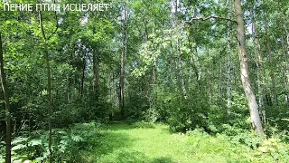 ПЕНИЕ ПТИЦ В БЕРЁЗОВОМ ЛЕСУ ИСЦЕЛЯЕТ НЕРВНУЮ СИСТЕМУ,УБИРАЕТ СТРЕСС,ПОДНИМАЕТ НАСТРОЕНИЕ.