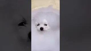 Cute Teacup puppy Bathing and Grooming Pet lovers #viral #pomeranian #shorts