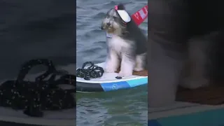 You never know what you'll see in McCovey Cove