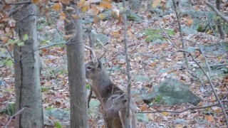 Whitetail Buck  Archery Season 2016 in Berks County Pa.