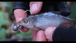 Jigging Micro Dead Bait in a shallow Creek/River