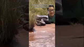 Anacondas eat other anacondas???