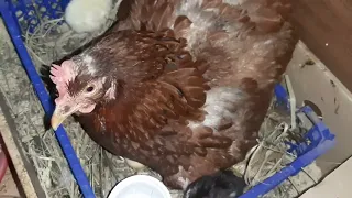 цыплята посыпались