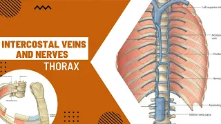 Intercostal Veins and Intercostal Nerves ||Thoracic wall || Thorax Anatomy ||