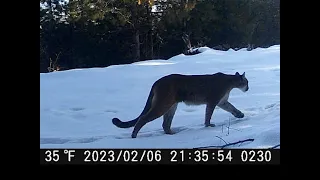 MOUNTAIN LION SPOTTED! | California Trail Camera Compilation (D ZONE)