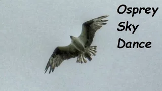 Osprey Sky Dance And Mating Calls