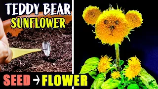 Growing Teddy Bear Sunflower From Seed To Flower (88 Days Time Lapse)