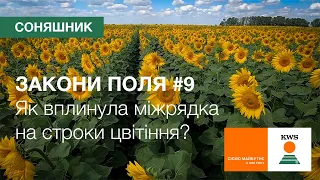 Як вплинула міжрядка на строки цвітіння соняшника? | ЗАКОНИ ПОЛЯ #9