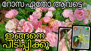 ROSE PROPAGATION From Cuttings | Rose Stem Propagation Easy Way