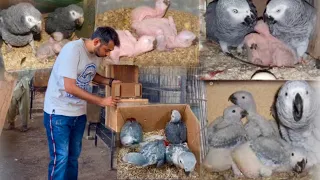 African Grey Parrot Breeding Progress, Parrot Hen Hatching Chiks,