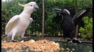 Cockatoo Rules the Seeds Party, Currawong scared off but keep coming back for banana chunk