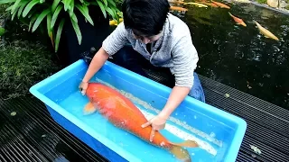 Modern Koi Blog #1933 - Makoto in Germany: Dirks Jumbospektakel