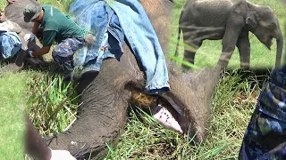 Elephant emaciated like a skeleton after being a victim from jaw exploder, received treatment