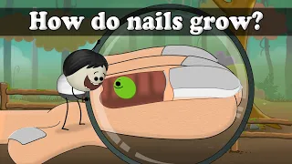 How do nails grow? | #aumsum #kids #science #education #children