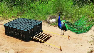 Underground Peacock Bird Trap Make From Green Plastic Basket  - A Lot Of Eggs Peacock Trap