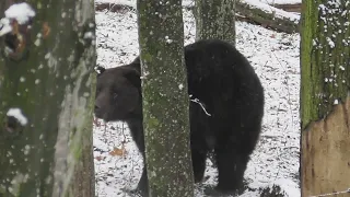 Toshka the bear / Тошка медведь / Тошка колишній цирковий ведмідь