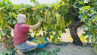 INCREÍBLE COSECHA DE UVA 🍇 Por Contrato en California / AMAZING GRAPES HARVESTING