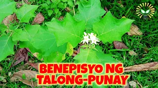 Talong punay o Talampunay