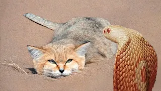 Este Gato come las Serpientes y los Escorpiones - El Gato de las Arenas