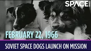 OTD in Space – February 22: Soviet Space Dogs Launch on Record-Setting Mission