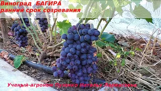 Виноград БАГИРА молодой куст, плодоношение. (Пузенко Н.Л.)