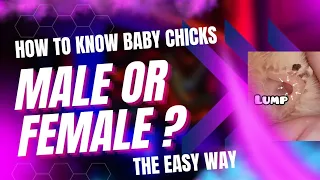 How to tell baby chick male or female | Vent sexing | Baby chick gender | Feather sexing