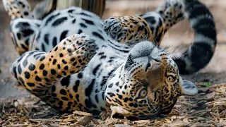 Lazy Teenage Leopard Journey to Become a REAL Hunter | Nat Geo Wild Leopard Documentary 2020 HD