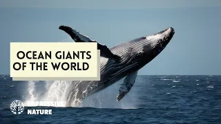 These Are the Ocean Giants!