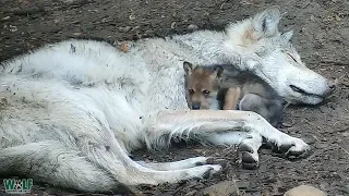 Endangered Wolf Pup Cuddles with Big Sister