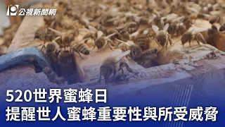 520世界蜜蜂日 提醒世人蜜蜂重要性與所受威脅｜20240520 公視晚間新聞