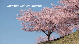 Matsuda Sakura Matsuri Vlog 🌸