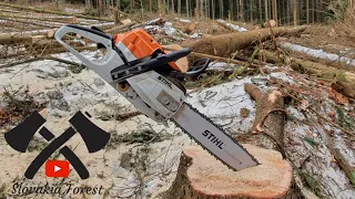 Stihl ms 261 vs Big spruce 🌲