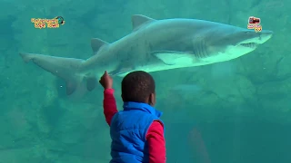 Red Bus TV - City Sightseeing Cape Town - STOP 1 - The Two Oceans Aquarium