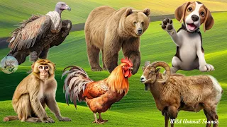 Cute Little Animals: Monkey, Vulture, Dog, Chicken, Bear, Goat, Hippopotamus - Animal Paradise