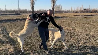 KÖPEKLER ŞAHİN ABİYİ GÖRÜNCE DURMADILAR - YENİ KOYUN ALDIK 22 BİN TL