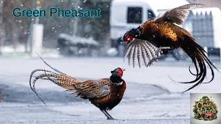 Green Pheasant: A Closer Look at Japan's National Bird