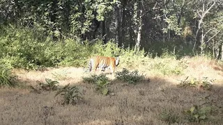 #Live  Amazing tiger sighting