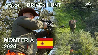 MONTERIA 2024 Deer Hunt | Spain Hunting
