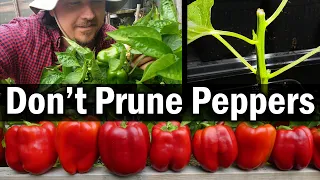 Don't Prune Your Peppers!