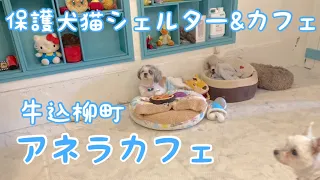 【保護犬＆保護猫】Dog Cat rescue ANELLA アネラカフェ@東京・牛込柳町