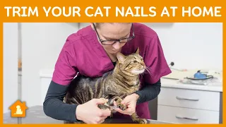 How To Trim Cat Nails At Home | Step By Step Guide Trim Nails | Pets Guideline