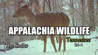 Appalachia Wildlife Video 24-4 of As The Ridge Turns in the Foothills of the Smoky Mountains